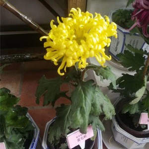 菊花种苗