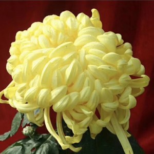 菊花种苗