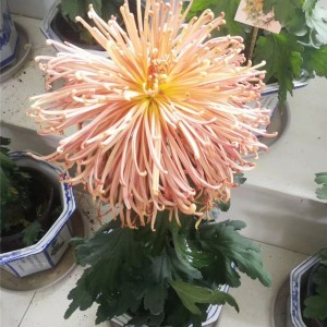 菊花种苗