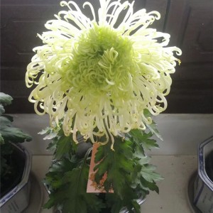 菊花种苗