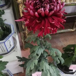 菊花种苗