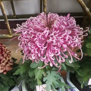 菊花种苗