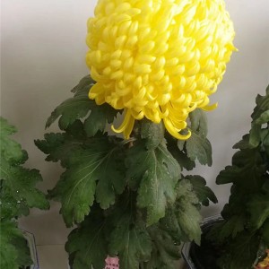 菊花种苗