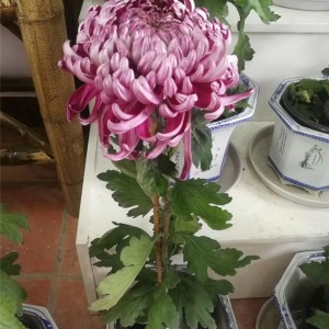 菊花种苗