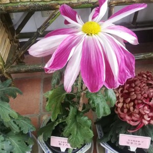 菊花种苗