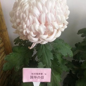 菊花种苗