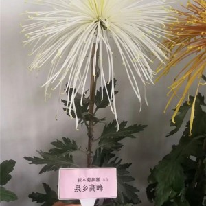菊花种苗