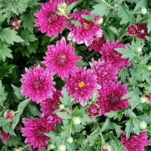 菊花种苗
