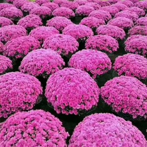 菊花种苗