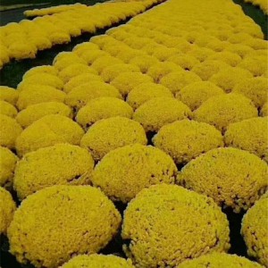 菊花种苗