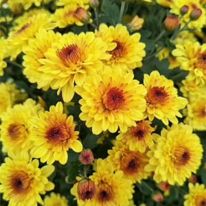 菊花种苗