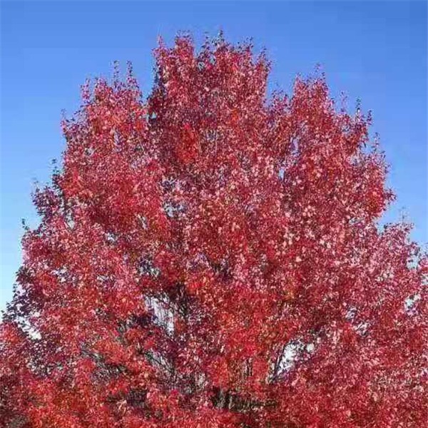 美国红枫—秋火焰