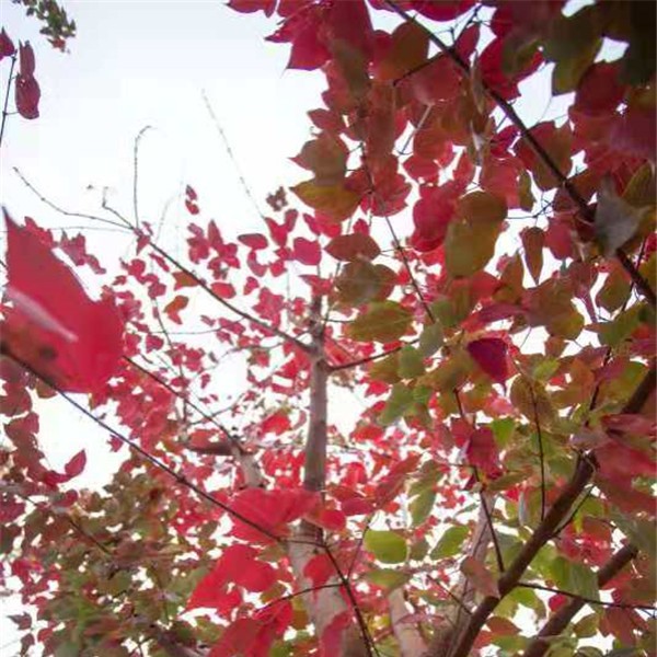 金陵红枫