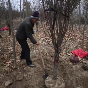 桃花苗出土