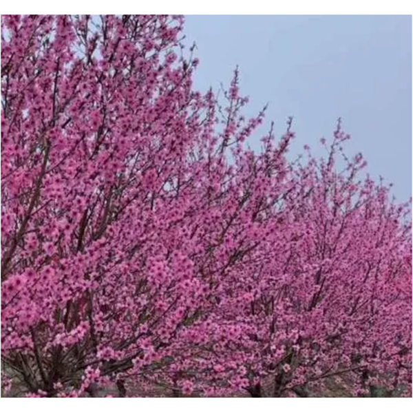 单粉红叶—早花品种