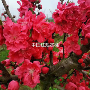 中国红观赏桃花