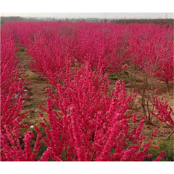 朱砂密红——早中花品种