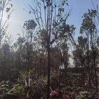 楸树树苗
