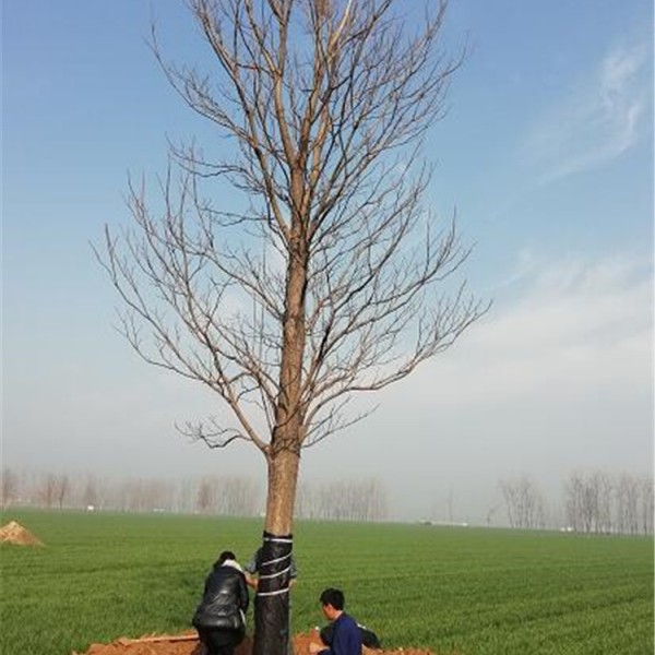 楸树种植基地