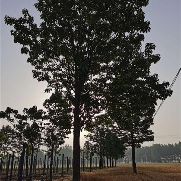 楸树、梓树苗圃基地