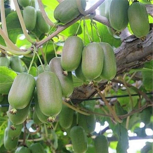软枣子猕猴桃