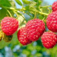 树莓