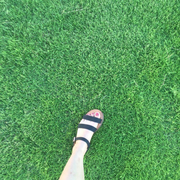 百慕大草坪