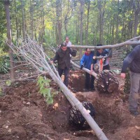 七叶树工人挖树现场