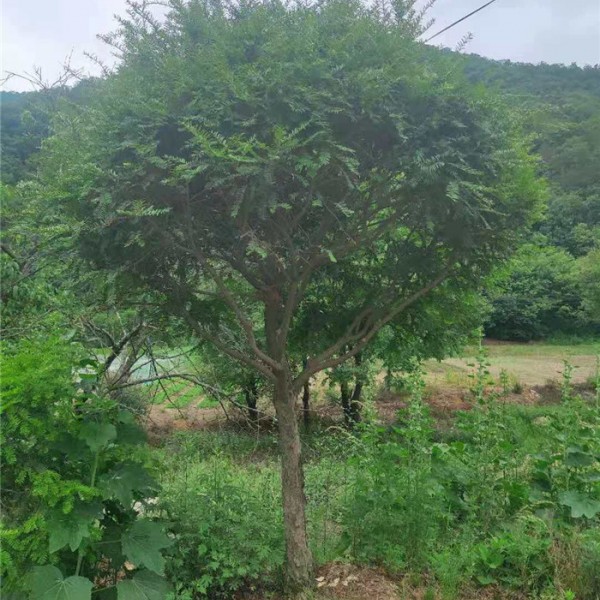 红豆杉绿化树