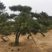 造型黑松