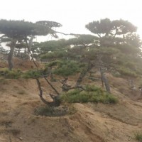 造型松