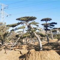 造型松