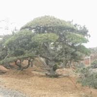 造型松