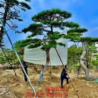 造型油松