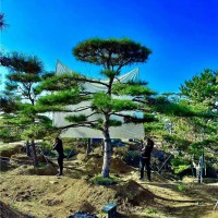 造型油松