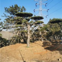 造型油松