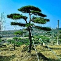 造型油松