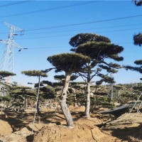 造型油松