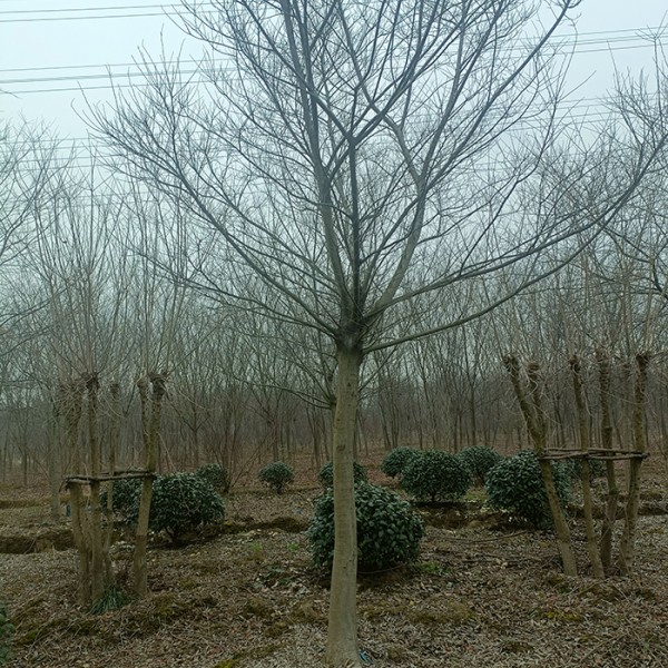 10一22公分单杆朴树