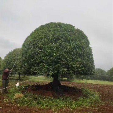 桂花树