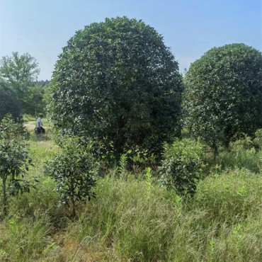 桂花树